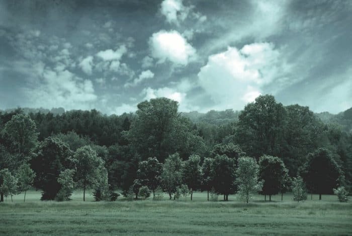 Countryside image of trees