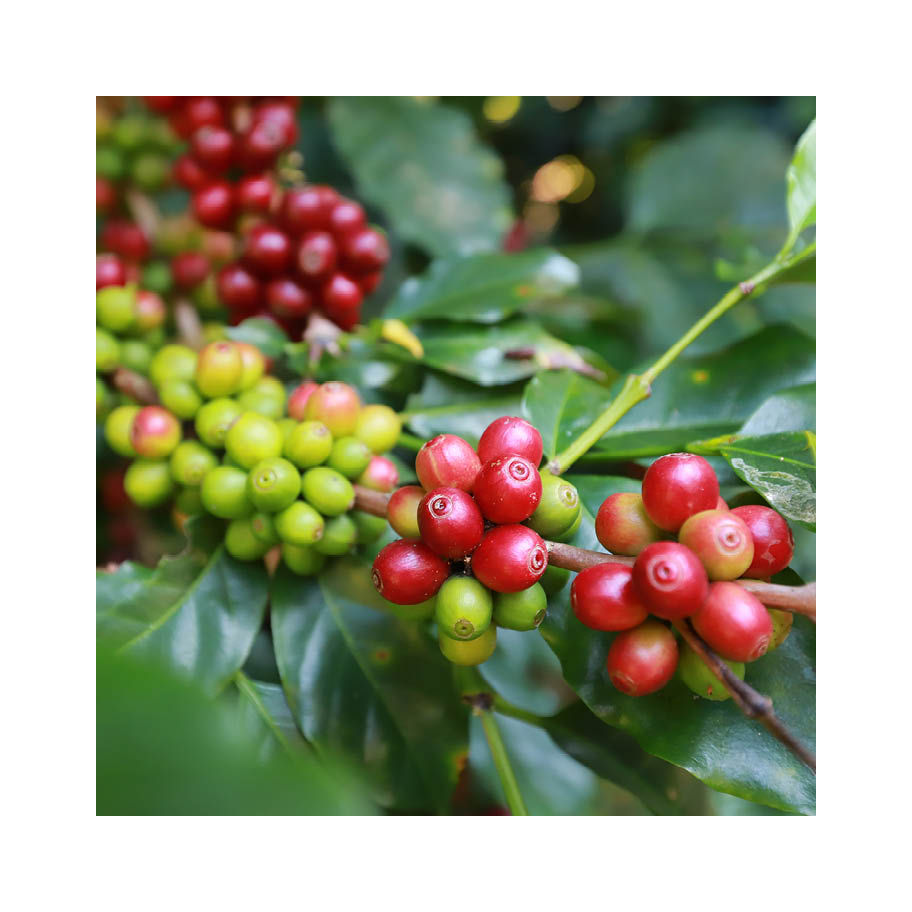 Franke Coffee Systems coffee plant, red and green beans