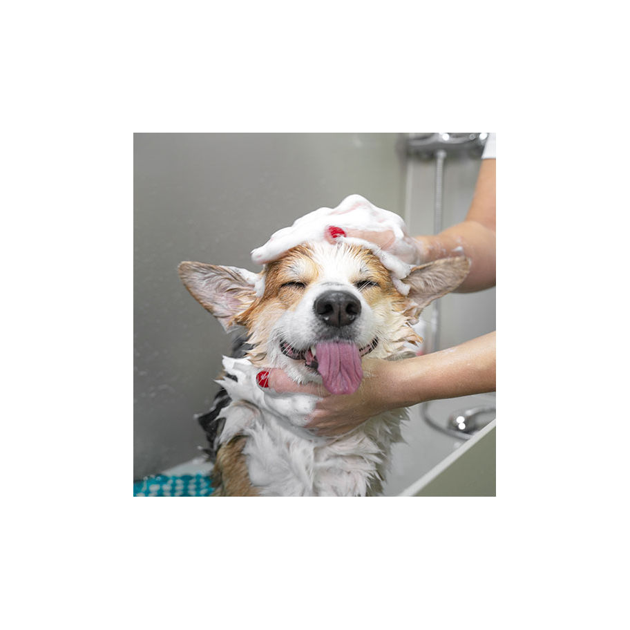 Dog Wash Station Corgi