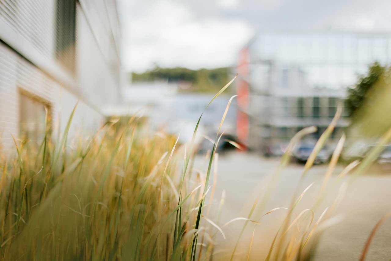 Close-up of tall grasses with a blurred urban building in the background under a cloudy sky